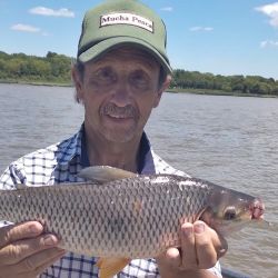 Los buenos rendimientos se deben mayormente a los buenos caudales de agua que presentó el estuario rioplatense durante el fin de semana y a comienzos de la misma, cuando los vientos estuvieron soplando del sector sur, sudeste y sudoeste.