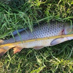 Clásicas especies de río como grandes carpas conviven con otros de origen marino en este calificado pesquero.