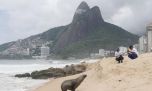 Mirá el lobo de mar de la Antártida que apareció en la playa de Ipanema