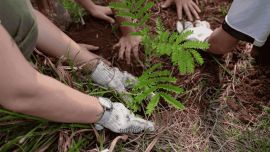 Grupo Galicia logra la neutralidad de carbono, compensando 22.000 toneladas de CO2e.