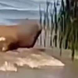 Fue avistado por un grupo de pescadores.