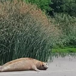 El animal estaba muy asustado.