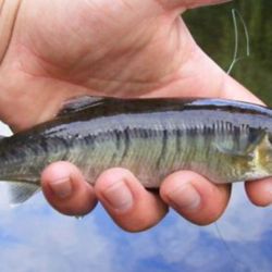 Lourdes pudo demostrar la presencia en arroyos de Tierra del Fuego de este pez dulceacuícola y la confirmación de la presencia de esta especie tiene importantes implicancias para la conservación y manejo de los ecosistemas acuáticos fueguinos. 