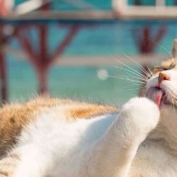 Los gatos sufren el calor más que las personas.