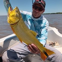 Con aguas calmas y en bajante, el dorado se siente más cómodo para cazar y tomar los engaños.