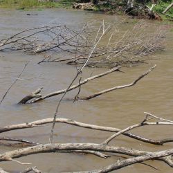 Con aguas calmas y en bajante, el dorado se siente más cómodo para cazar y tomar los engaños.