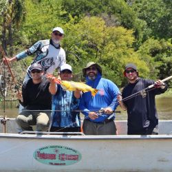 Con aguas calmas y en bajante, el dorado se siente más cómodo para cazar y tomar los engaños.
