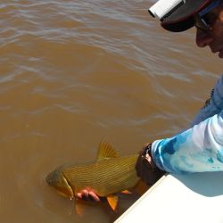 Con aguas calmas y en bajante, el dorado se siente más cómodo para cazar y tomar los engaños.