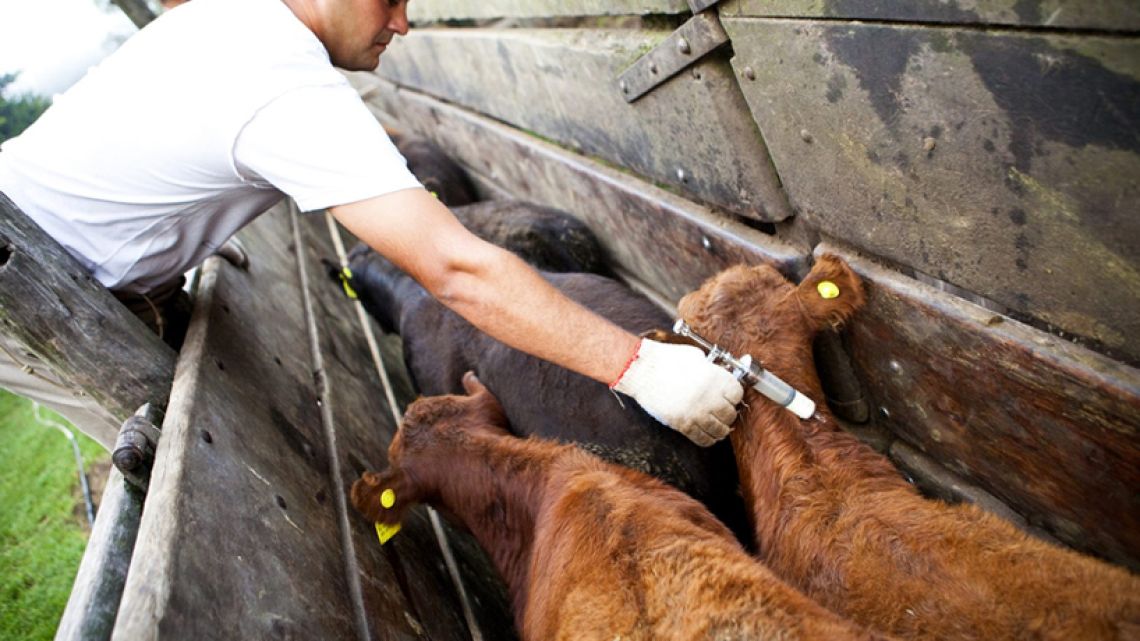 Vacuna contra la fiebre aftosa en Argentina: Un debate crucial entre salud animal, pública y ambiental