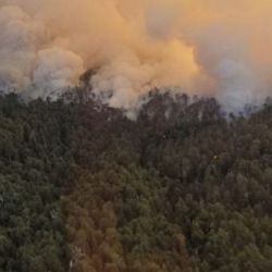 17 brigadistas trabajan en coordinación con el Comité de Emergencias del Parque Nacional, la Dirección de Lucha Contra Incendios Forestales y Emergencias, y Protección Civil de Bariloche.