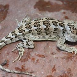 Los científicos inicialmente clasificaron erróneamente a estos animales como parte de una especie ya conocida.