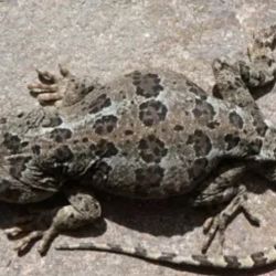 Alcanza hasta 20 centímetros de longitud.