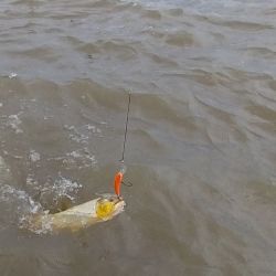Berisso sigue siendo uno de los mejores pesqueros del Río de la Plata. Un destino para agendar una visita, sólo hay que ir y elegir cómo quiere disfrutarlo.