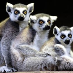 Los lémures de cola anillada de Madagascar se reúnen en el zoológico Exzootic en el centro comercial Avenues en la ciudad de Kuwait. | Foto:Yasser Al-Zayyat / AFP