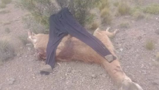 Mendoza: cazadores furtivos mataron guanacos, amenazaron a guardaparques y escaparon