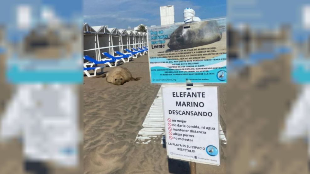 Un elefante marino eligió la tranquilidad de un balneario de Mar del Plata para d