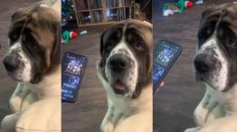 Sullivan, el perro asutraliano influencer