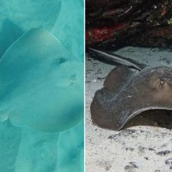 Pese a que ya había algunos registros de la especie en Chile desde los años 80, no se había confirmado su presencia en las aguas del país hasta ahora.