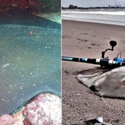 Pese a que ya había algunos registros de la especie en Chile desde los años 80, no se había confirmado su presencia en las aguas del país hasta ahora.