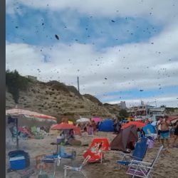 En cuestión de minutos, las abejas se apoderaron de todo en la playa.