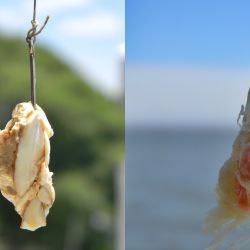 Turrón y fruta del pan dulce, opciones alternativas para aprovechar lo que quedó de las fiestas en la salida de pesca.