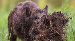 Alarma en el campo por las cotorras y jabalíes: advierten por pérdidas en las cosechas. 