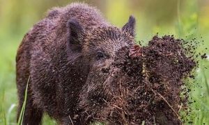 Alarma en el campo por las cotorras y jabalíes: advierten por pérdidas en las cosechas. 