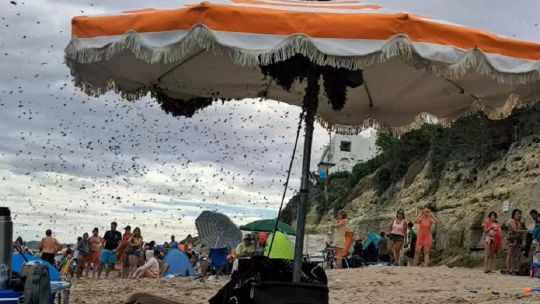 Flor de susto: miles de abejas invadieron las playas de Las Grutas