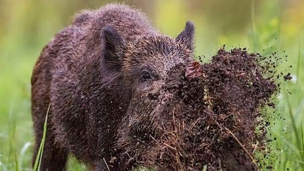 Alarma en el campo por las cotorras y jabalíes: advierten por pérdidas en las cosechas. 