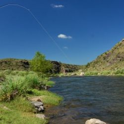 Mientras el pejerrey tiene cupos máximos, la carpa no tiene límites de extracción en toda la provincia.
