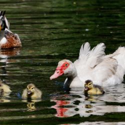 Patos nadan en un lago en el Jardín Botánico de Viña del Mar, Chile. | Foto:Javier Torres / AFP