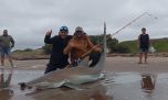 Un tiburón bacota de los grandes en Claromecó