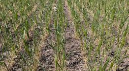 La falta de agua golpea a la Pampa húmeda. 