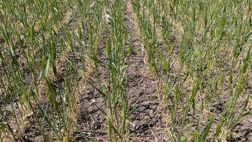 La falta de agua golpea a la Pampa húmeda. 