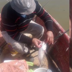 Una línea de 5 boyas con 5 anzuelos es suficiente para pescarlas, junto al peceto o panza de la propia lisa coloreada de rojo.