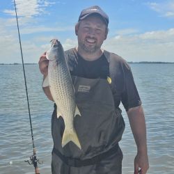 Una línea de 5 boyas con 5 anzuelos es suficiente para pescarlas, junto al peceto o panza de la propia lisa coloreada de rojo.