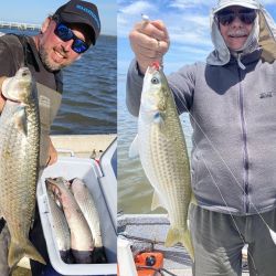 Una línea de 5 boyas con 5 anzuelos es suficiente para pescarlas, junto al peceto o panza de la propia lisa coloreada de rojo.