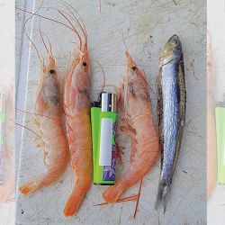 El langostino y la  anchoa, solos o combinados, son las carnadas por excelencia y nunca fallan más allá del lugar elegido para pescar.