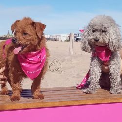 Actividades para compartir con los perros y espacios especiales a lo largo de la costa.