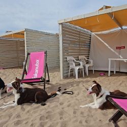 Actividades para compartir con los perros y espacios especiales a lo largo de la costa.