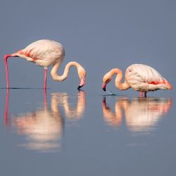 Imagen de flamencos descansando en un humedal de un lago salado tras su llegada para invernar, en la ciudad de Yuncheng, en la provincia de Shanxi, en el norte de China. | Foto:Xinhua/Xue Jun