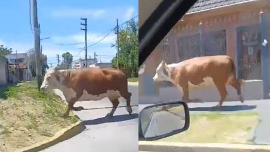 Temperley: una vaca se cayó de un camión camino al matadero y corrió 30 cuadras antes de ser capturada