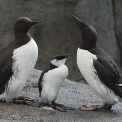 Araos comunes fueron diezmados por el cambio climático en Alaska.