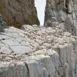 Araos comunes fueron diezmados por el cambio climático en Alaska.