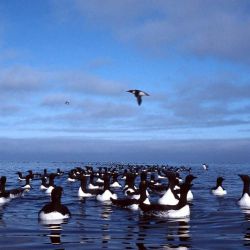 Araos comunes fueron diezmados por el cambio climático en Alaska.