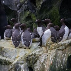 Araos comunes fueron diezmados por el cambio climático en Alaska.
