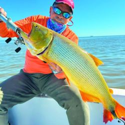 Las dos especies más buscadas en manos del guía Franco Casaccia. Abajo: dorado de buen porte. Derecha: tararira de unos dos kilos. Ambas pescas son muy divertidas.