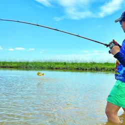 Las dos especies más buscadas en manos del guía Franco Casaccia. Abajo: dorado de buen porte. Derecha: tararira de unos dos kilos. Ambas pescas son muy divertidas.