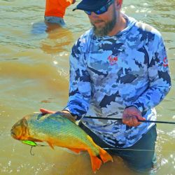 Las dos especies más buscadas en manos del guía Franco Casaccia. Abajo: dorado de buen porte. Derecha: tararira de unos dos kilos. Ambas pescas son muy divertidas.