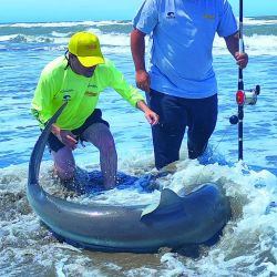 El sueño de muchos hecho realidad con  bacotas (foto) y cazones en las playas de la zona del faro. Para no fallar es fundamental el asesoramiento de un guía que conozca el área. En el caso de Germán Rigane, cuenta además con un vehículo 4x4 para ingresar a la playa. 
